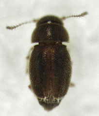 Ptiliodes posticalis