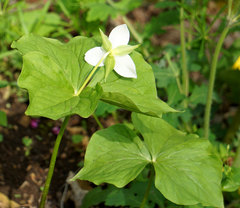 Trillium flexipes