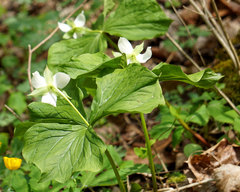 Trillium flexipes