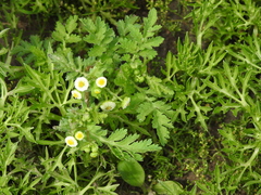 Plagiocheilus tanacetoides