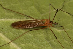 Euphylidorea lineola