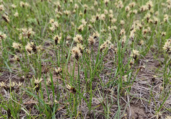 Carex stenophylla