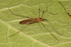 Euphylidorea lineola