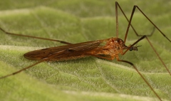 Euphylidorea lineola