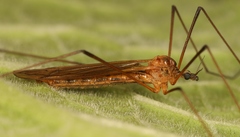 Euphylidorea lineola