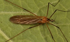 Euphylidorea lineola