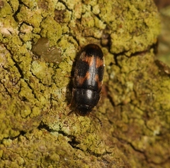 Litargus connexus