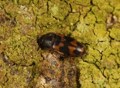 Litargus connexus