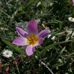 Tulipa saxatilis