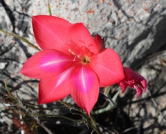 Gladiolus carmineus