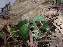 Rubus pedatus