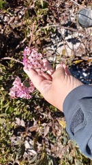 Limonium peregrinum