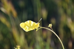 Zegris eupheme