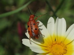 Leptopalpus rostratus