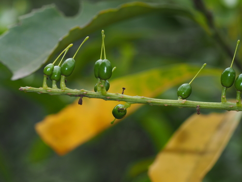 Helicia cochinchinensis iNat (3)