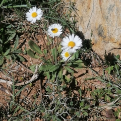 Bellis longifolia