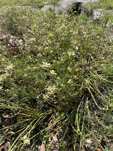 Allium canadense image