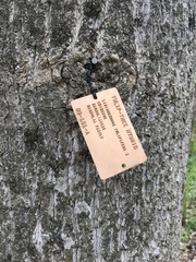 Liriodendron × sinoamericanum