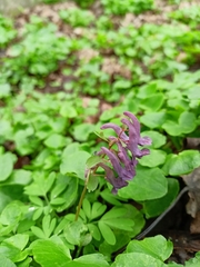 Corydalis solida