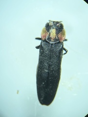 Agrilus benjamini