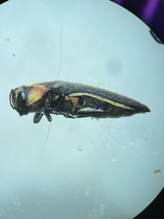 Agrilus benjamini