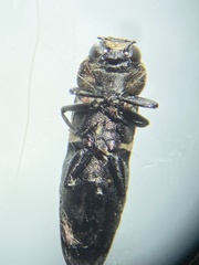Agrilus benjamini