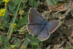 Polyommatus icarus