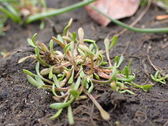 Montia howellii