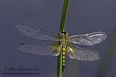 Celithemis martha