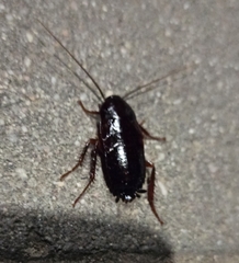 Blatta orientalis