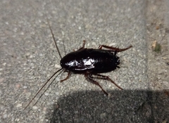 Blatta orientalis
