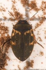 Leconectes striatellus