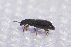 Monotomidae