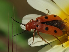 Leptopalpus rostratus