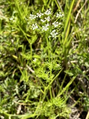 Ptilimnium capillaceum image