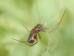 Neriene furtiva