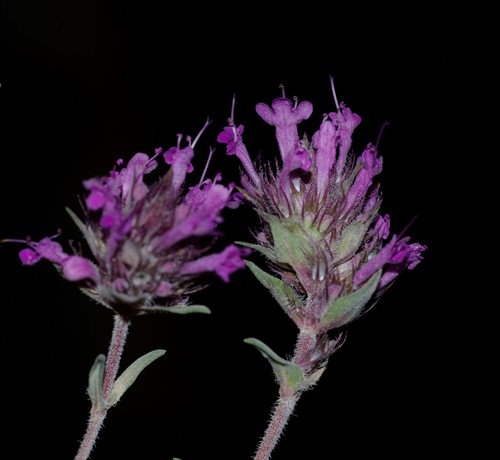 Thymus pallescens image