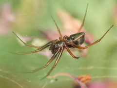 Neriene furtiva