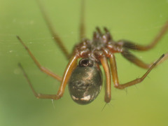 Neriene furtiva