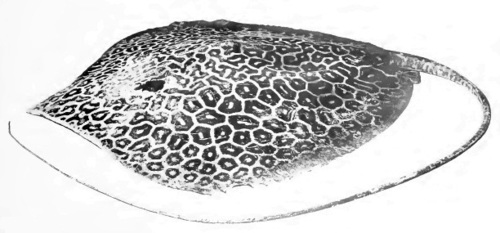 Himantura fava