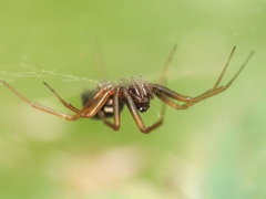 Neriene furtiva