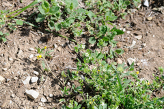 Arenaria leptoclados