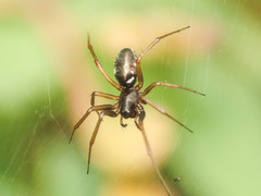 Neriene furtiva