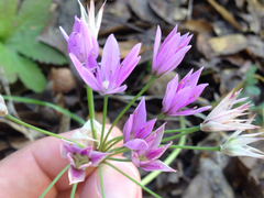 Allium unifolium