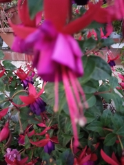 Fuchsia