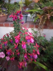 Fuchsia