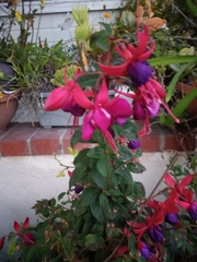 Fuchsia