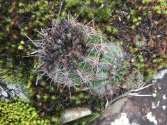 Parodia linkii