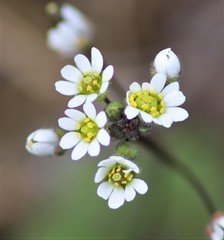 Draba verna