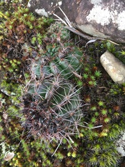Parodia linkii